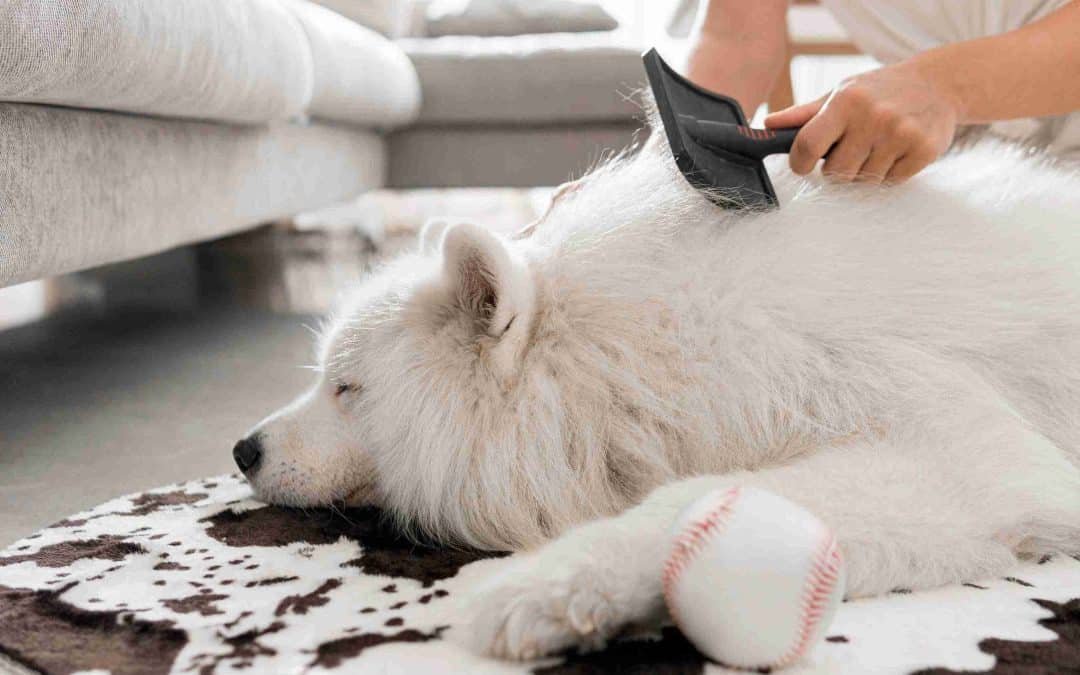 The Ultimate Expert Guide to Removing Pet Hair from Your Home